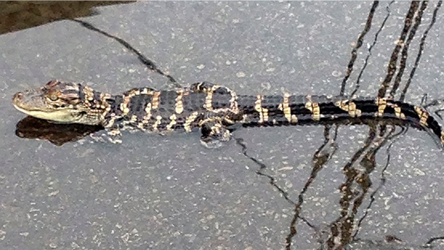 Sewer Alligator.jpg